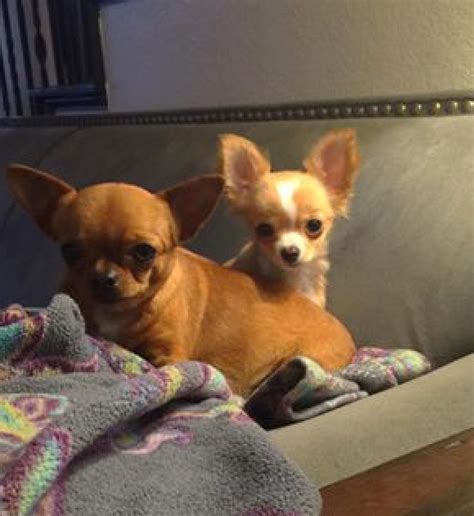 San Antonio 11wks old. . Puppies for sale san antonio